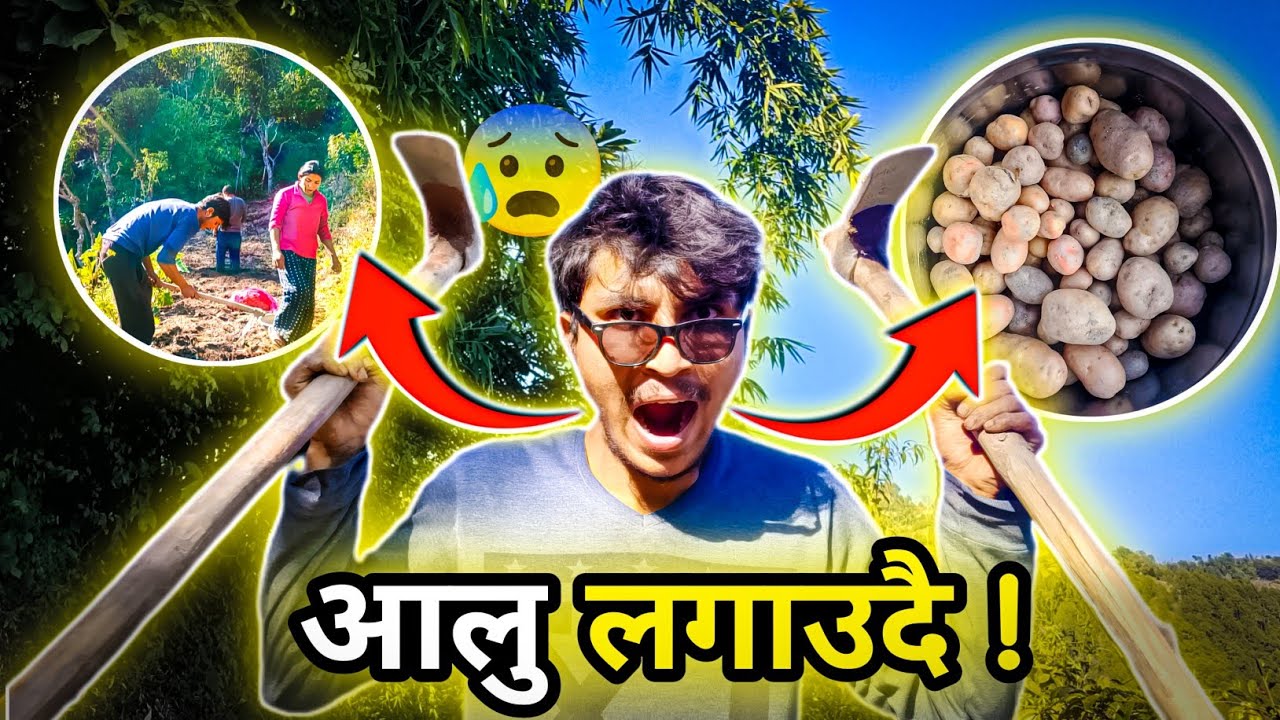आलु लगाई कार्यक्रम सम्पन्न भो । village Life.|| Agricultur in Nepal🌽🌽.|| #dreamvlogger 