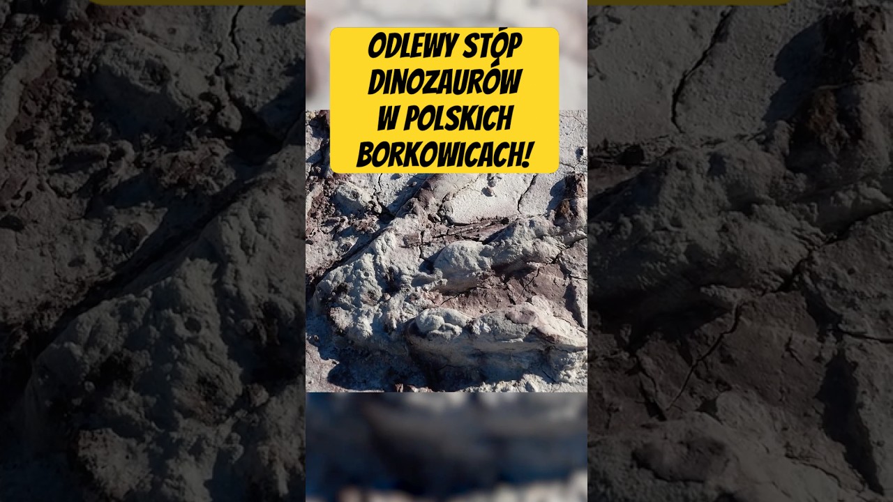 Borkowickie tropy dinozaur&oacute;w!  #geologia #paleontologia #dinozaury
