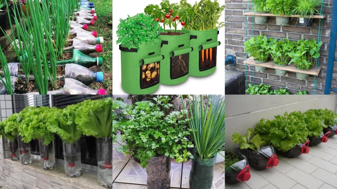 100+DIY Recycling Plastic Bottle Vegetables ideas | Plastic Bottle Crafts