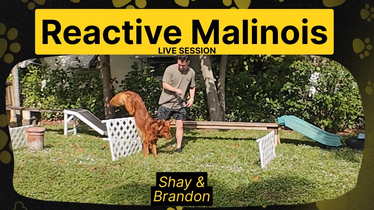 REACTIVE MALINOIS :Owners Flew Accross the Country for Practice Training  Session [Unedited]