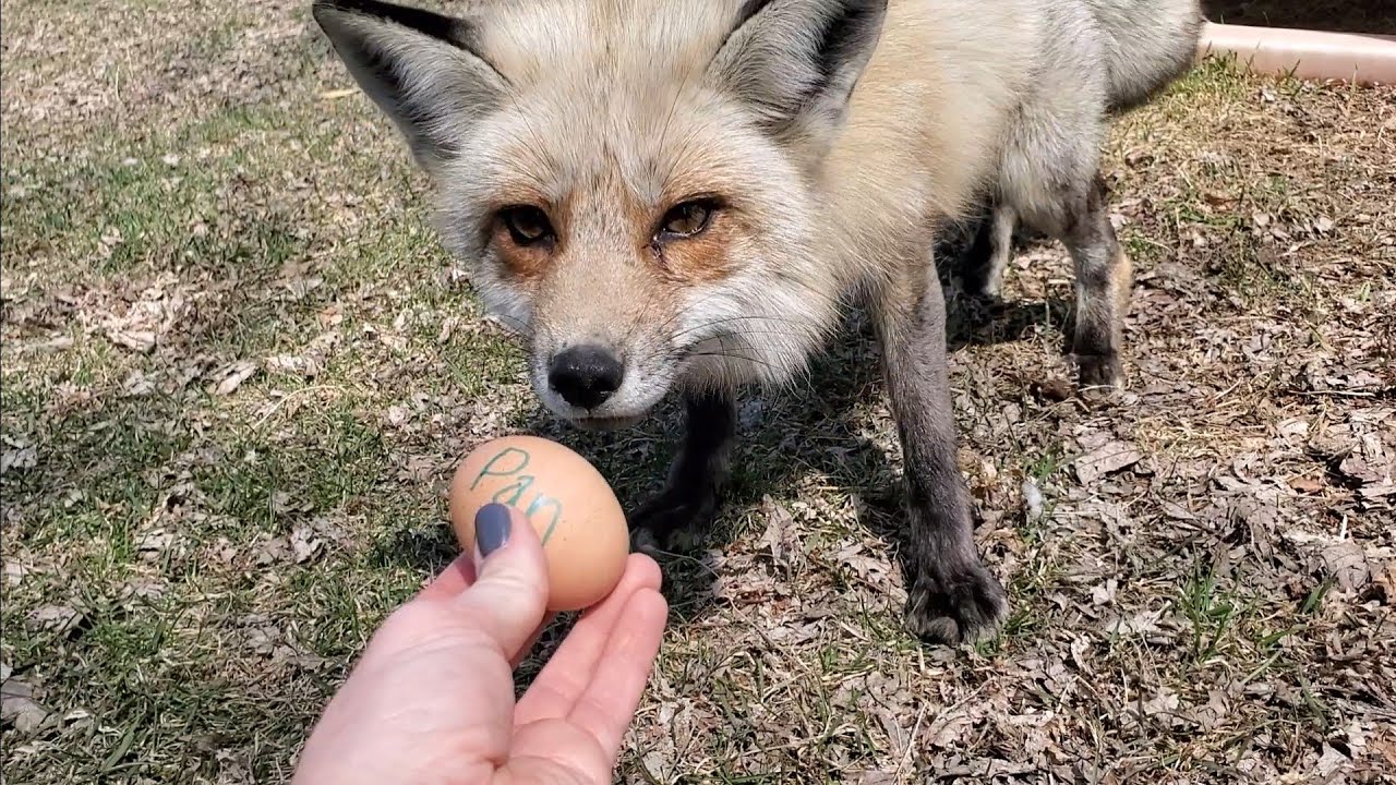 Happy Easter Foxes! Foxes get eggs for Easter!