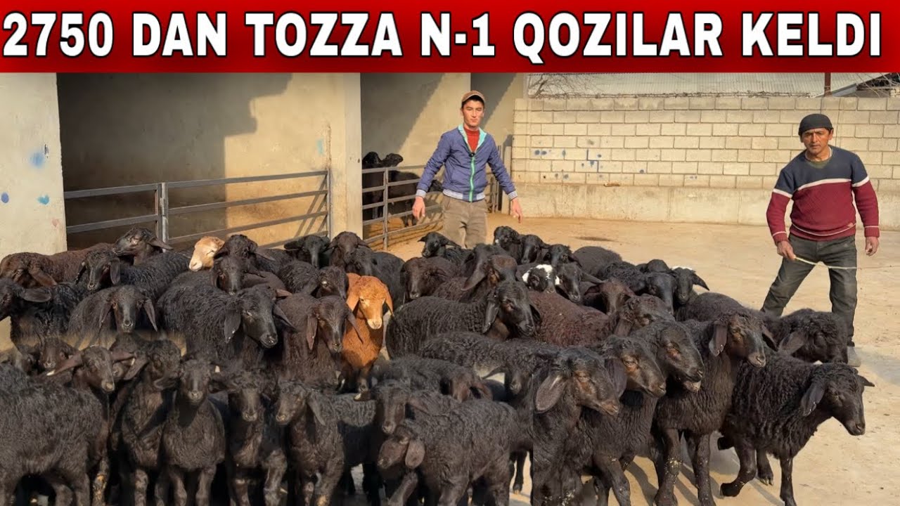 2026 QOZI SEZON AVJIDA QOZILARNI XILARI OLIYLARI KELDI