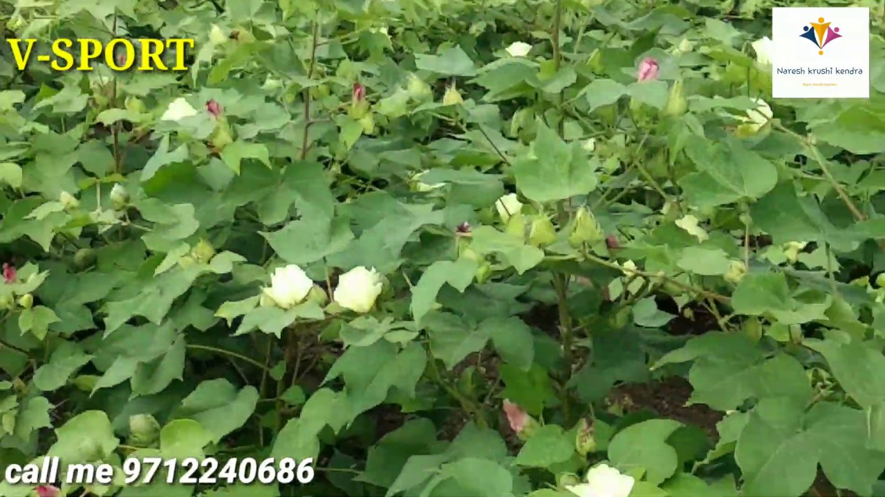 CROP COTTON SEED V-SPORT BIG BONDS 2019 TO
