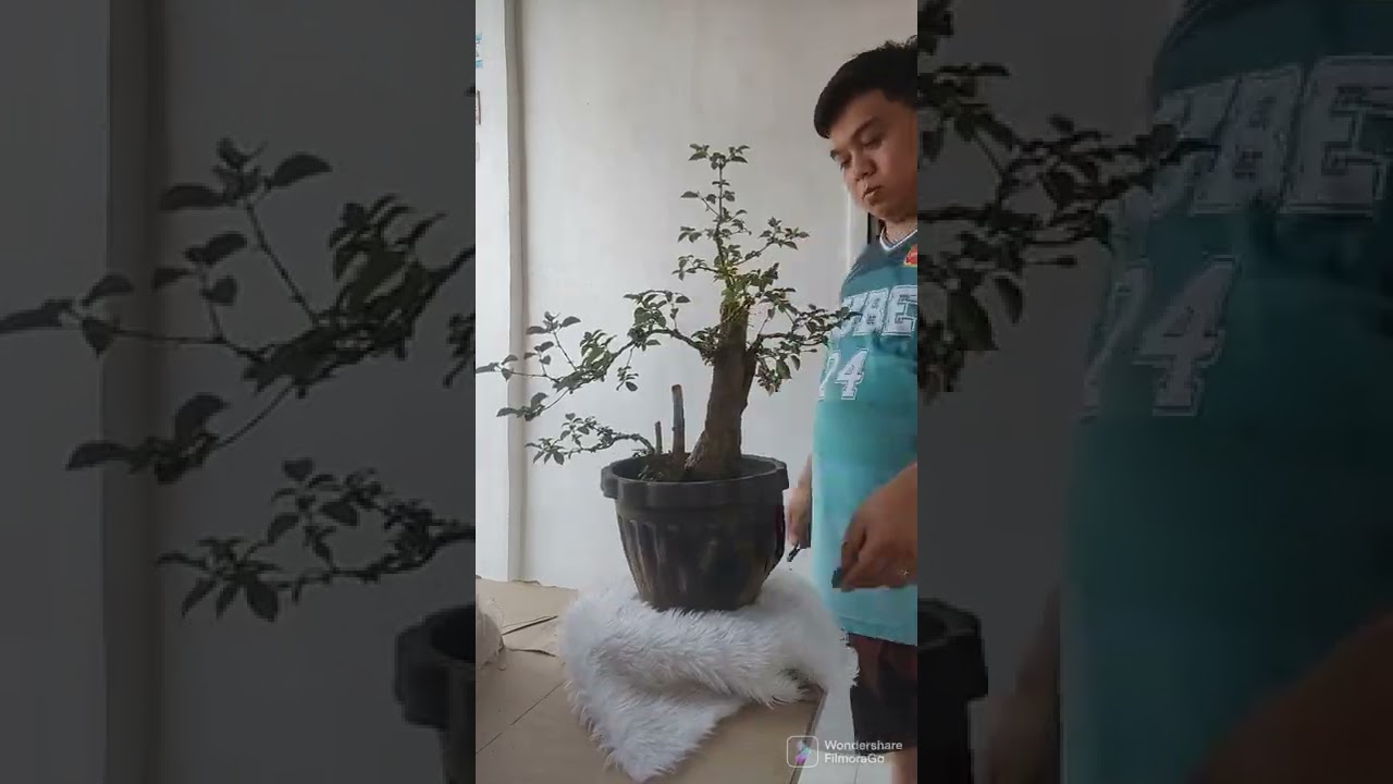 Vitex Parviflora 1 year in training bonsai