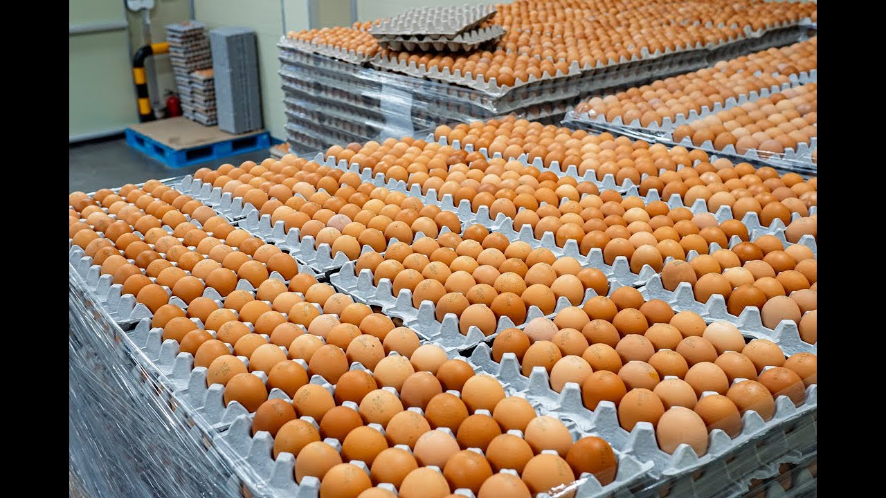 자연에서 키운 닭이 낳은 압도적 상위 1% 유정란을 만드는 놀라운 과정｜Exploring Korea’s Premium Egg Factory