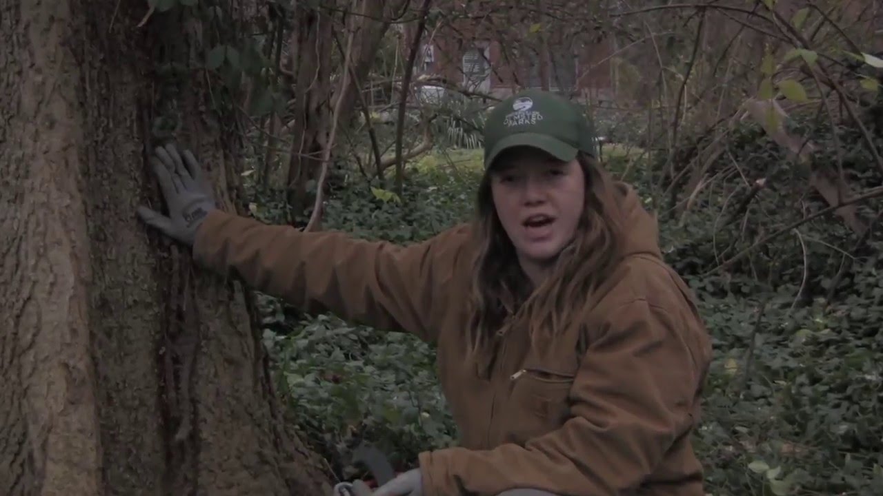 Winter Creeper: How and Why to Remove from Trees