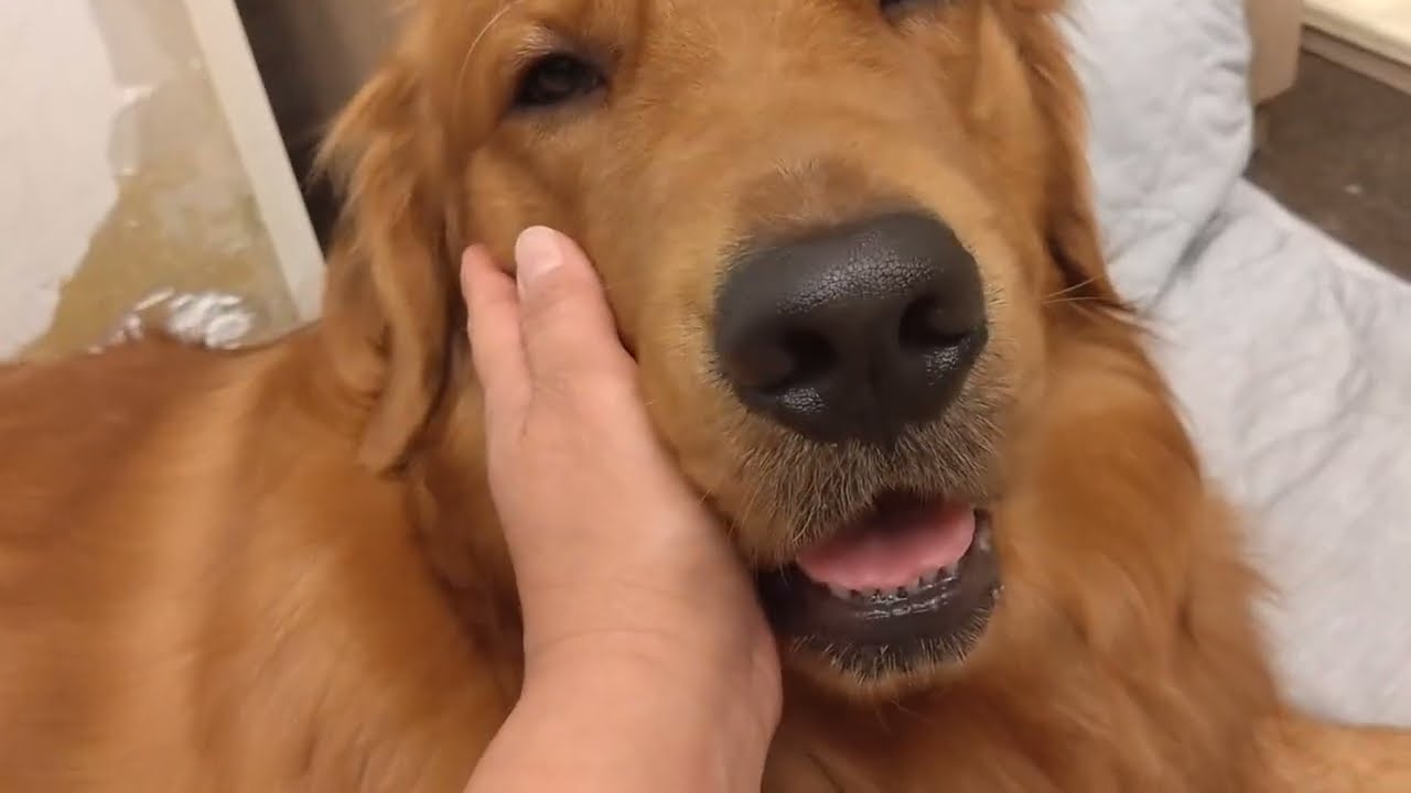 【眠いのを我慢するゴールデンレトリーバー】お母さんがいるから、頑張って起きててくれます😢✨
