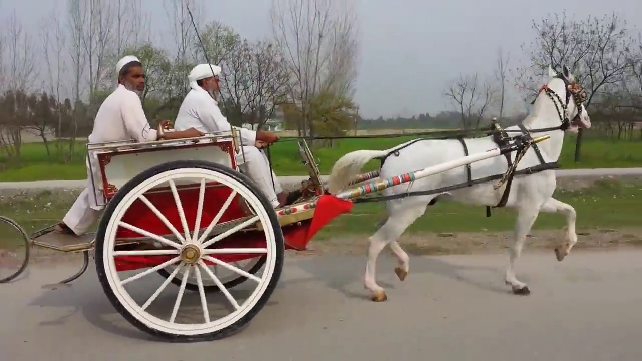 NEW HORSE TRY(ZAHID RAFIQ TANGA MAKER)