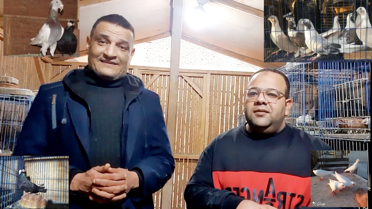 التقنيصة او التلييس فى الحمام والعصافير أشيله إزاي من غير جراحة و أنواع الاورام فى الحمام .إدعوا لنا