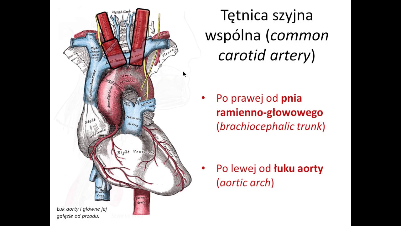 Tętnica szyjna wspólna (pełna wersja)