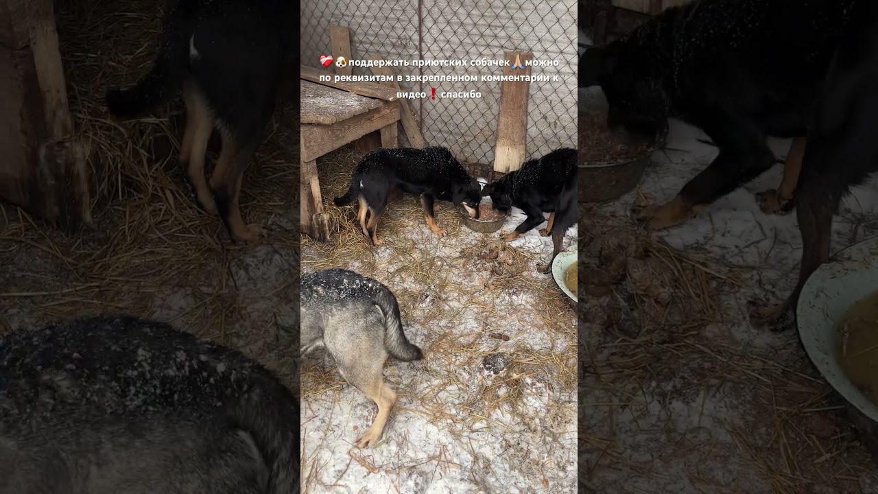 Shelter dogs&hellip;❤️&zwj;🩹🐶🤗