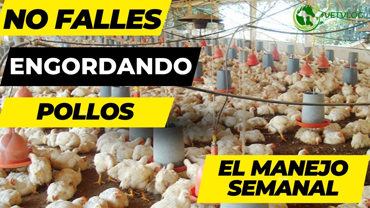 Criar Pollos de engorde en 6 semanas, paso a paso #pollosdeengorde #criapollos