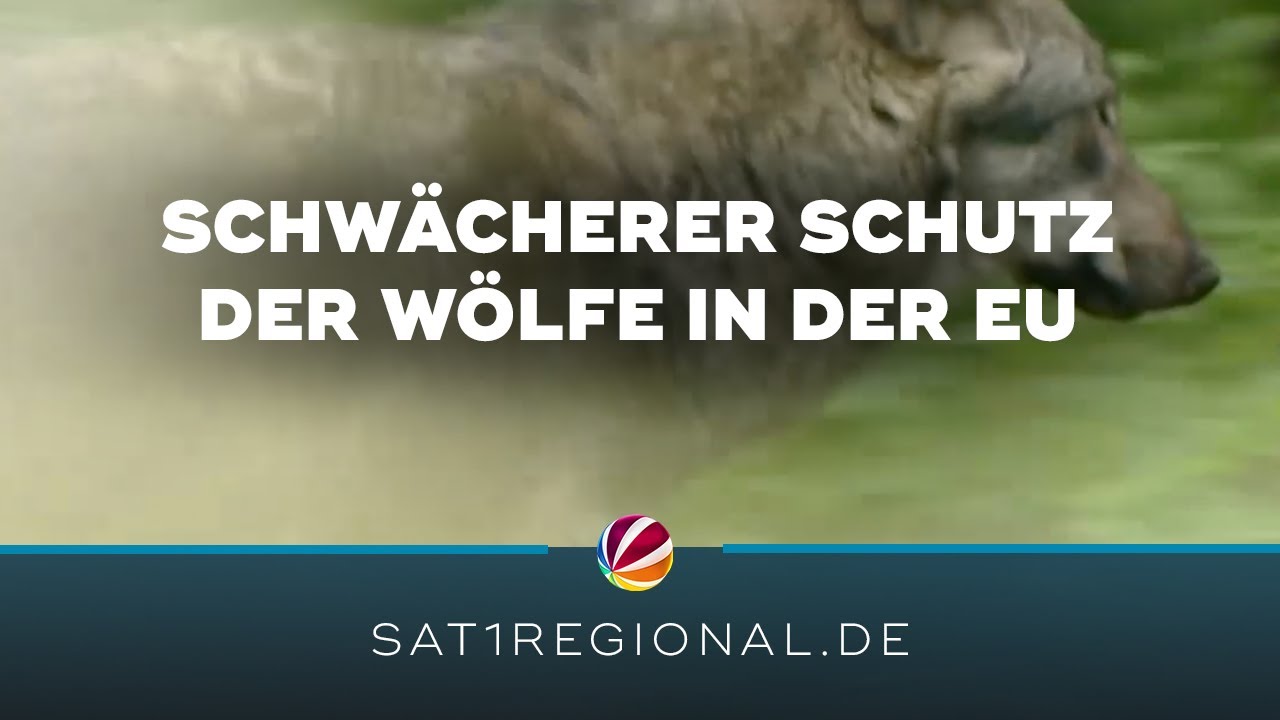 Schwächerer Schutz der Wölfe in der EU: Reaktionen aus Niedersachsen