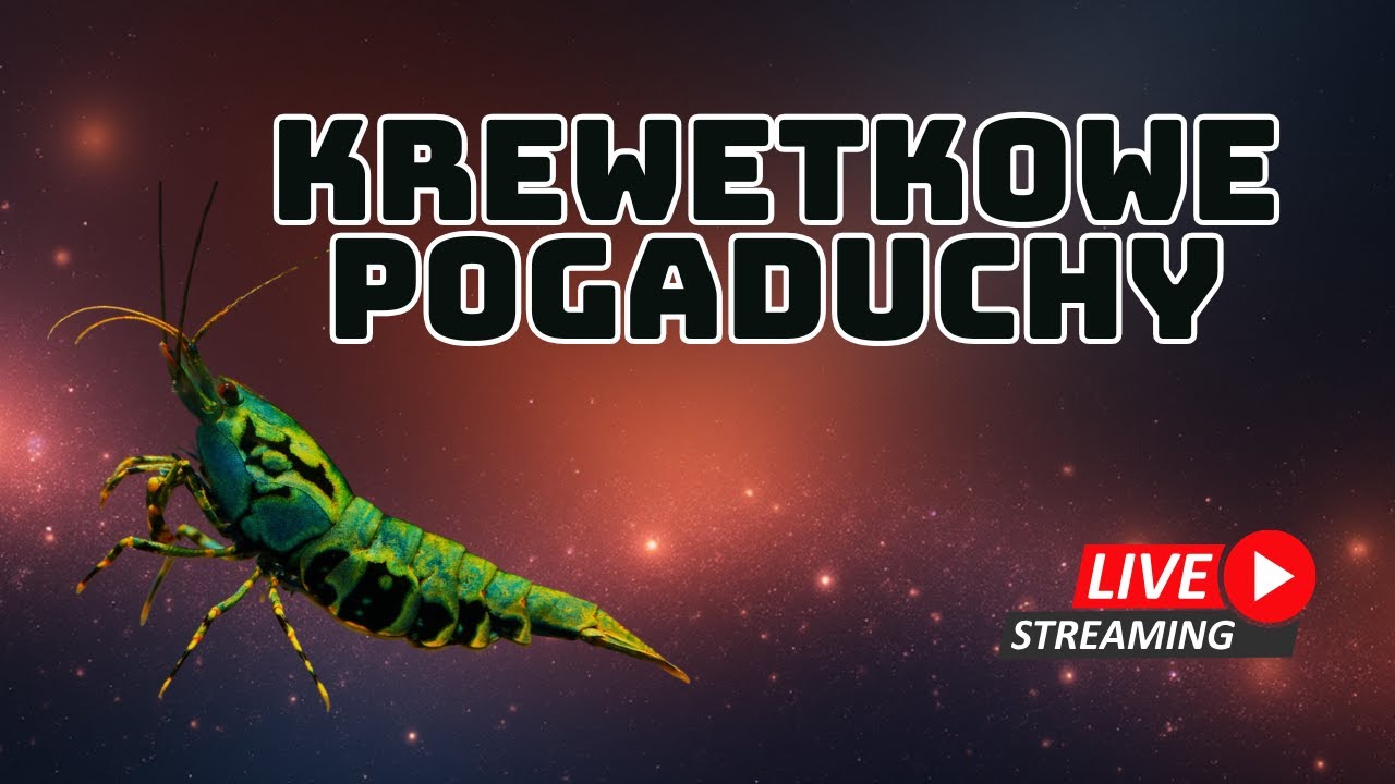 Krewetkowe pogaduchy na żywo z Galactic Shrimps