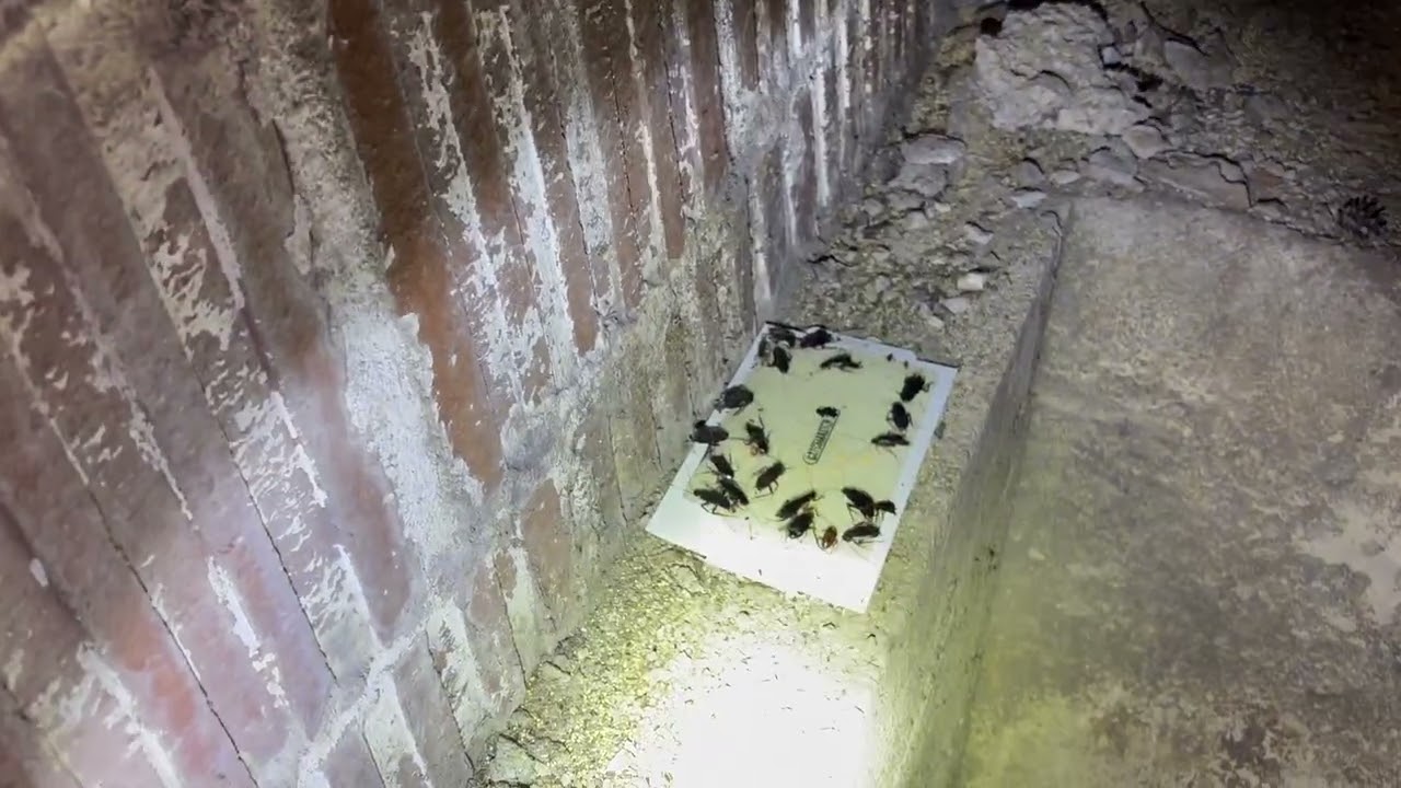 Hundreds of Oriental Cockroaches in the Basement of Business