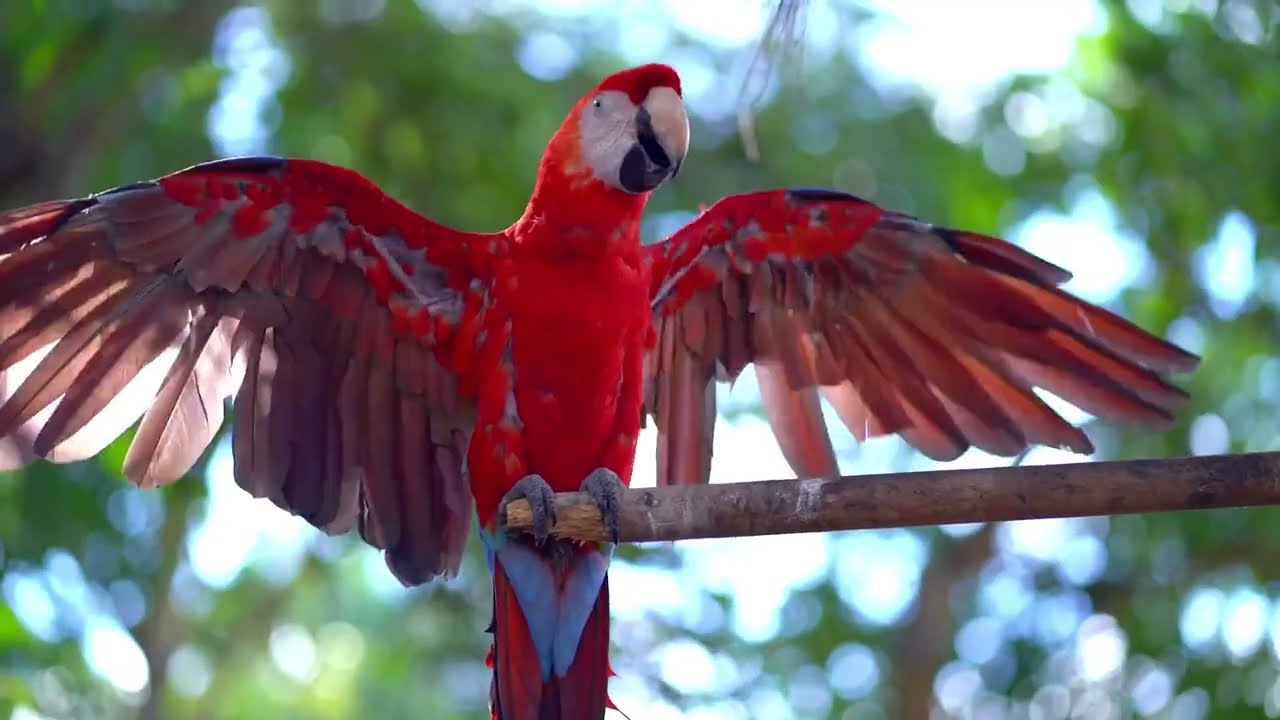 Tropical Birds in the Forest 🦜 | Relaxation with Real Nature Sounds, Waterfall & Soft Piano | 1 Hour