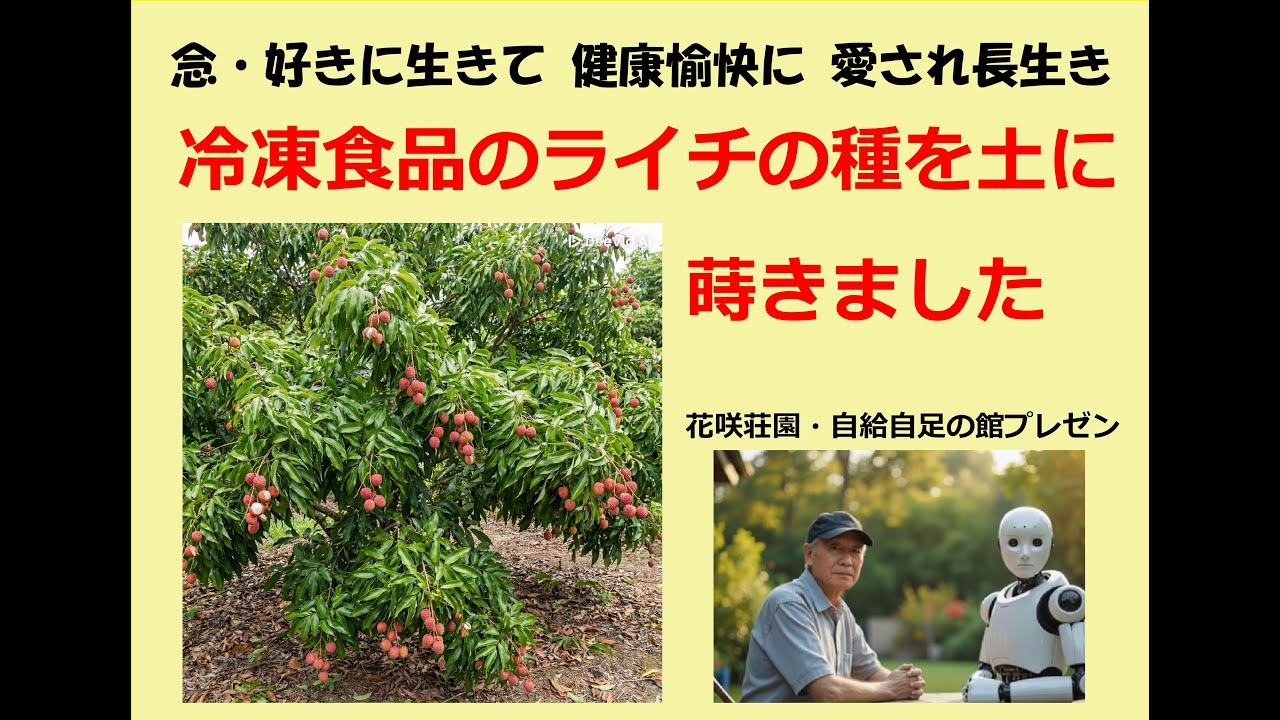 冷凍食品のライチフルーツの種を播いてみました。 0205 1