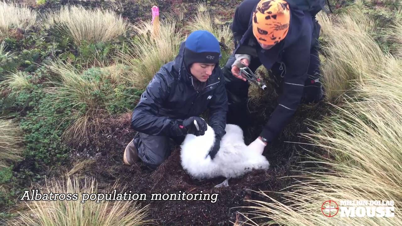 Avian and Invertebrate Monitoring - Antipodes Island
