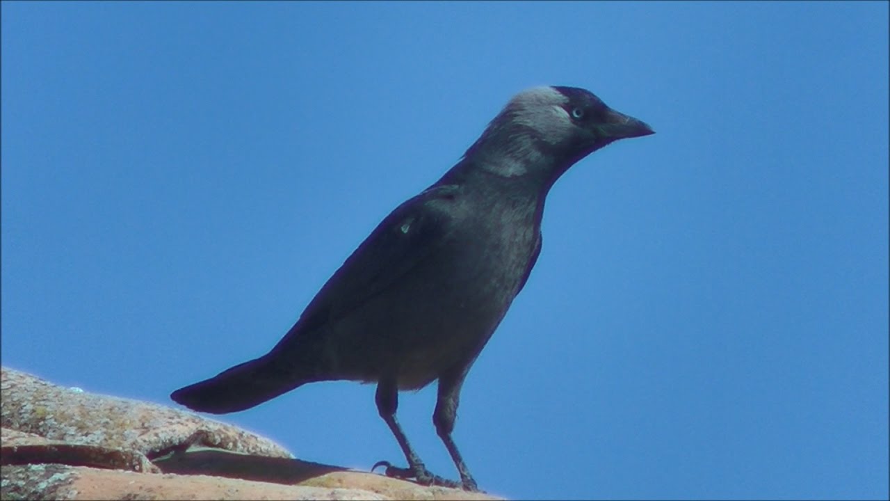 Grajilla occidental (Corvus monedula) Eurasian Jackdaw