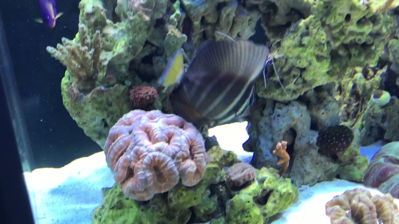 Ultimate 120 Reef Tank Update #2 : Metal Halide/T5 & UV Upgrades!