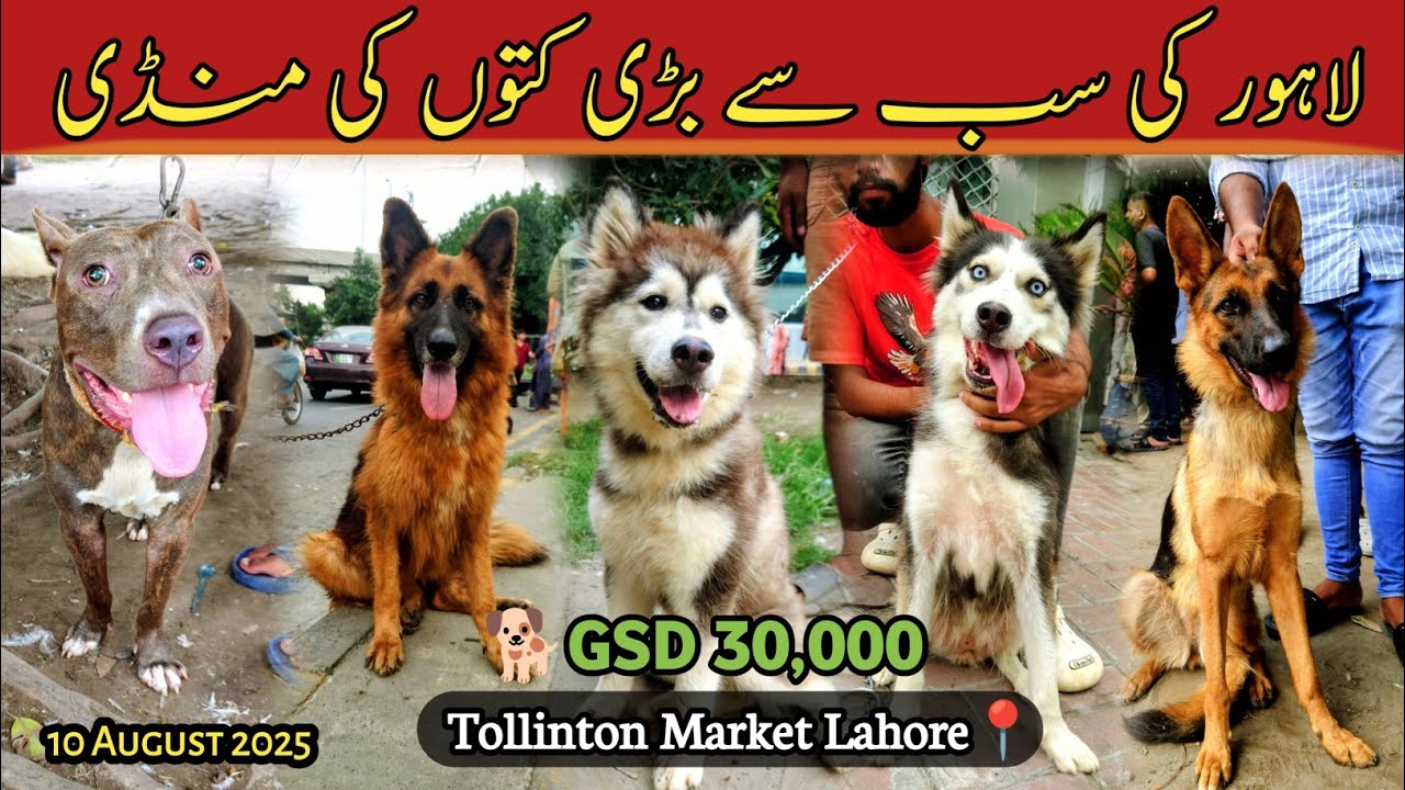 Lahore میں Dogs 🐕 Ki Mandi 11 August | Tollinton Market Lahore | Exploring with YASIR