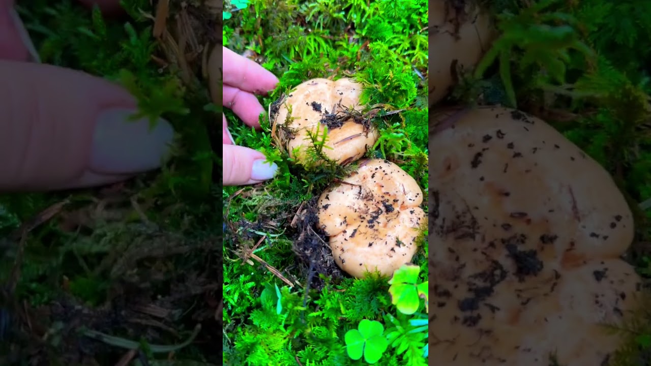 Pierwsze Rydze też się pojawiły #wrzesień2025 #mushroom #małopolska