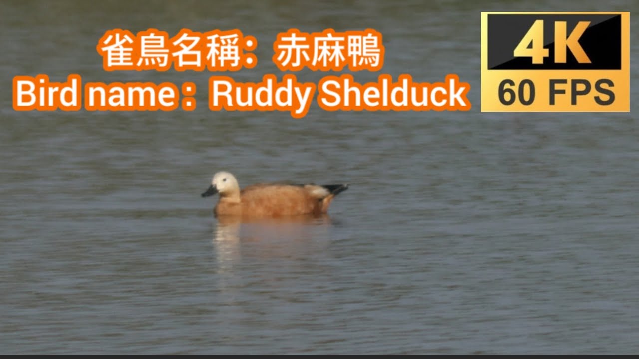 香港稀有過境遷徙雀鳥：赤麻鴨 Rare Transit Migrant Birds in Hong Kong : Ruddy Shelduck アカツクシガモ