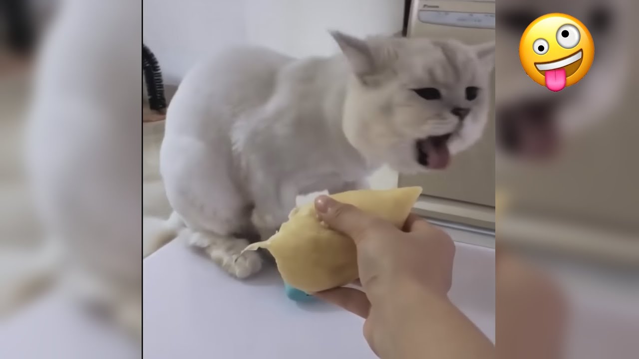 TRY NOT TO LAUGH 😆 Best Funny Videos Compilation 😂😁😆 Memes PART49