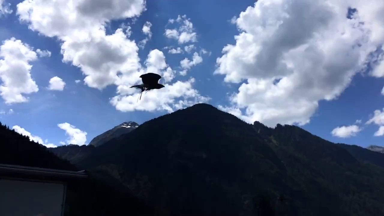 Cestování s dětmi - Greifvogelpark v Umhausen, Ötztal