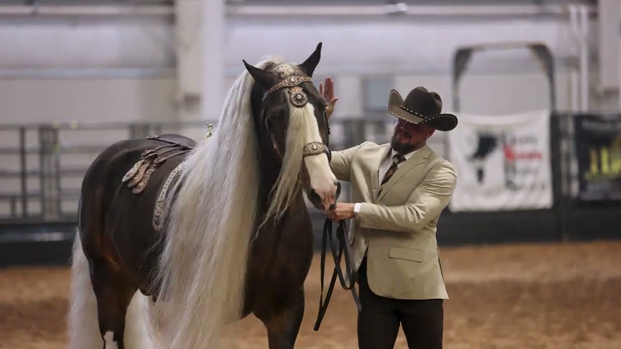 Dreaming of an Oscar - 2024 Gypsy Vanner National Championships