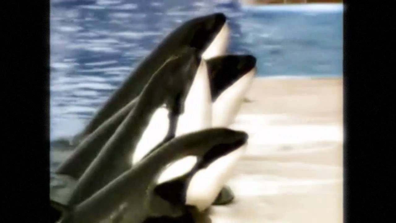 Orca~ A Higher Power