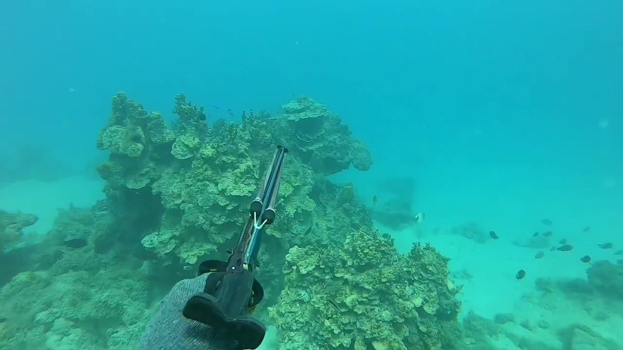 Spearfishing Tahiti 2 l Mo