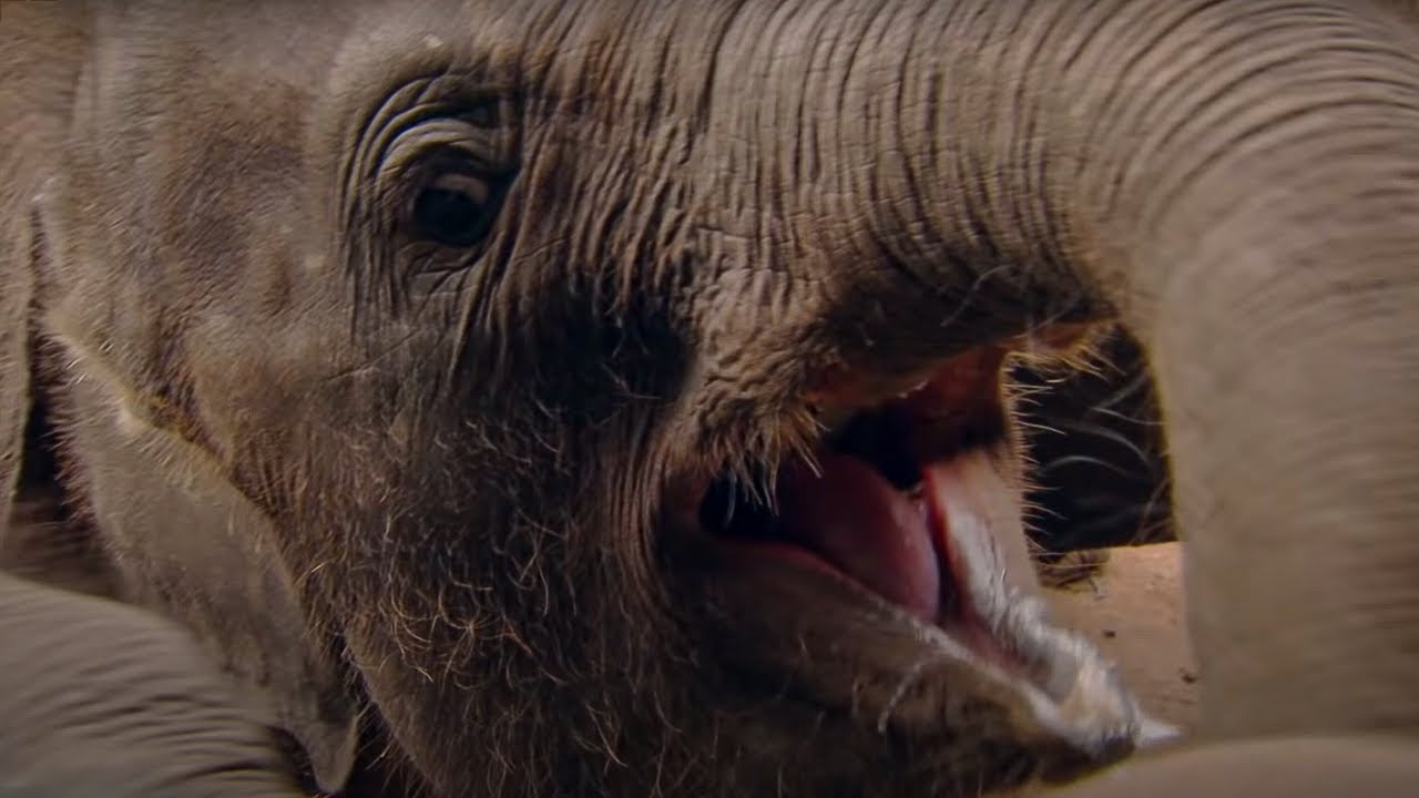 Heartbreaking: Baby Elephant Orphanage | Indian Ocean with Simon Reeve | BBC Studios