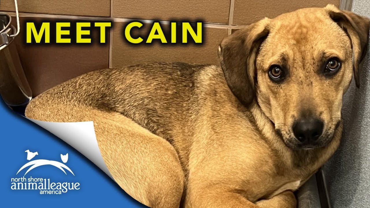 Sweet Cain Is Ready for Love | North Shore Animal League America