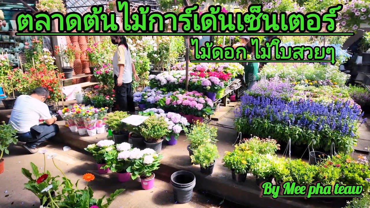 ตลาดต้นไม้ต้นไม้การ์เด้นเซ็นเตอร์ บางใหญ่ นนทบุรี ไม้ดอกสวยๆสีสันสดใส#meephateaw
