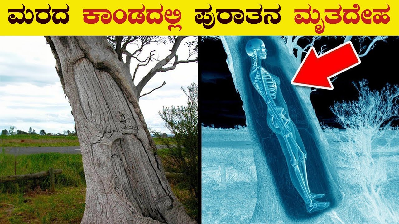 ಮರದಲ್ಲಿ ಮೃತದೇಹ | Top 8 Discoveries Found in Unexpected Places | VismayaVani