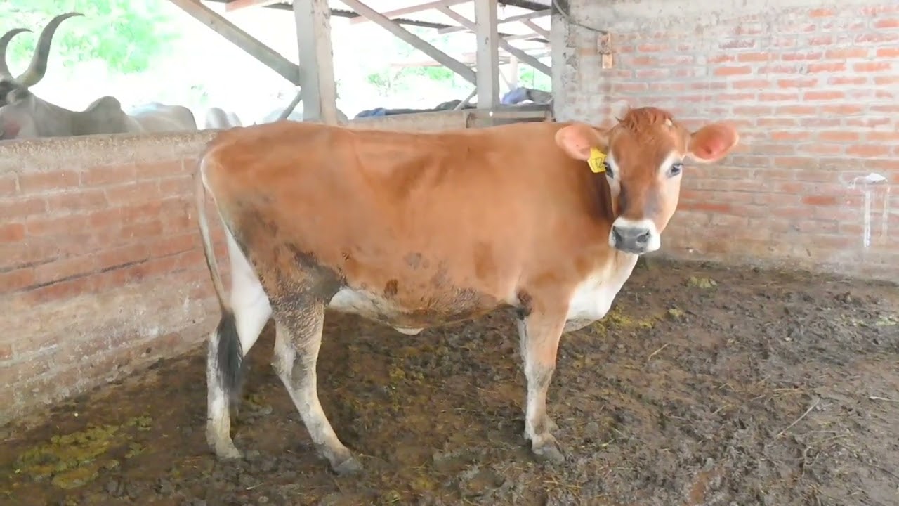 Novillas Preñadas en Venta-El Salvador en el Campo
