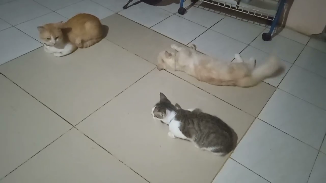 🐱🐱🐱