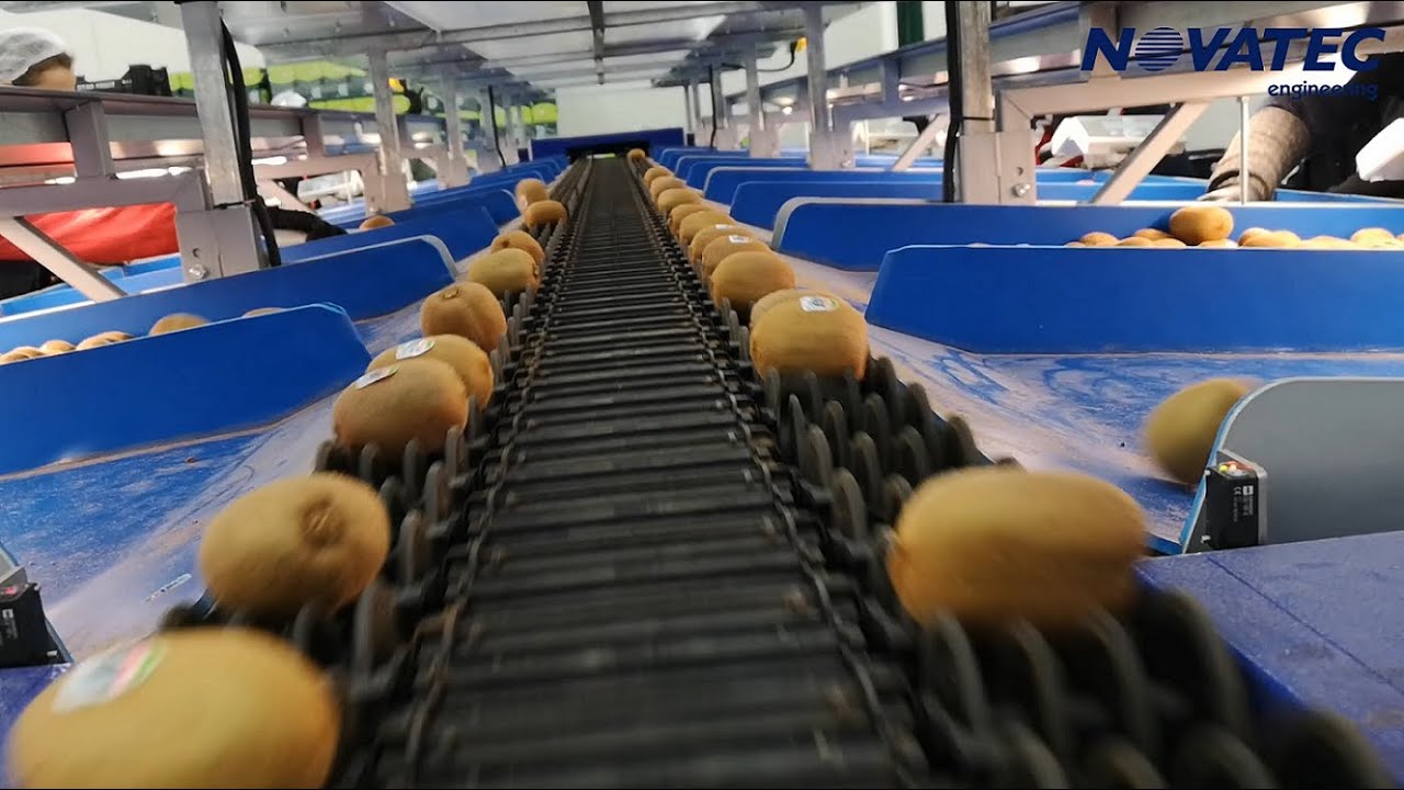 Novatec S.A. - Sorting & Packing Line for Kiwis