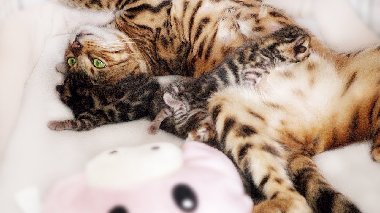 This Happy Mother cat is on cloud Nine with her Cute Meowing Kittens
