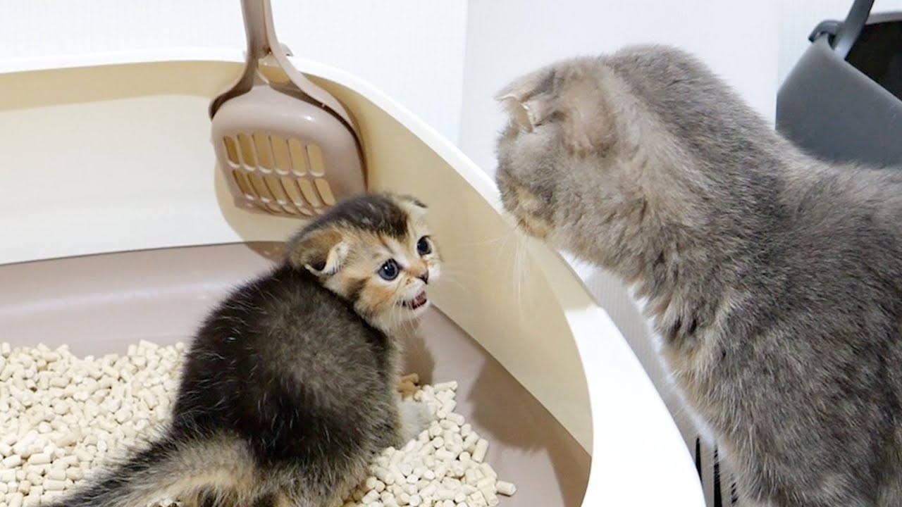 Kittens who succeed in toileting for the first time happily report to their mothers.