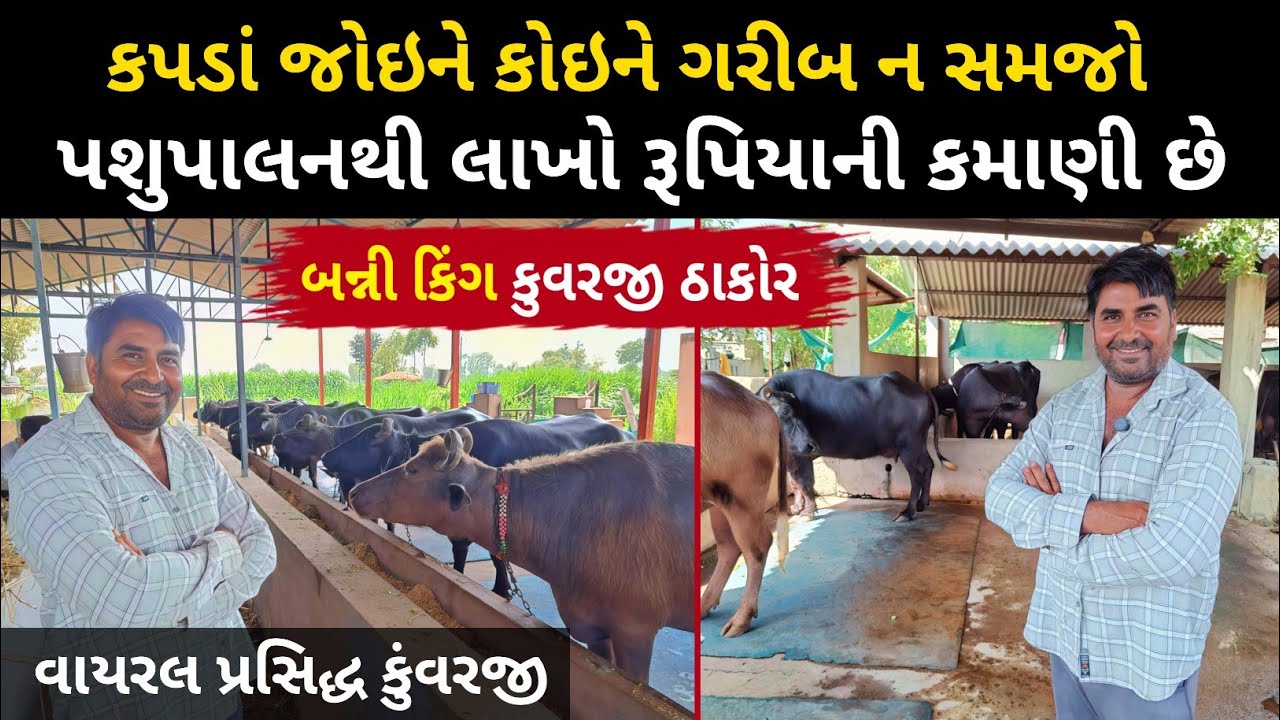 વાહ 🥰 અદભૂત, આખરે વાયરલ બન્ની કિંગ મળી ગયા, Banni Buffalo in BanasKantha, Banni farm, banni bull.