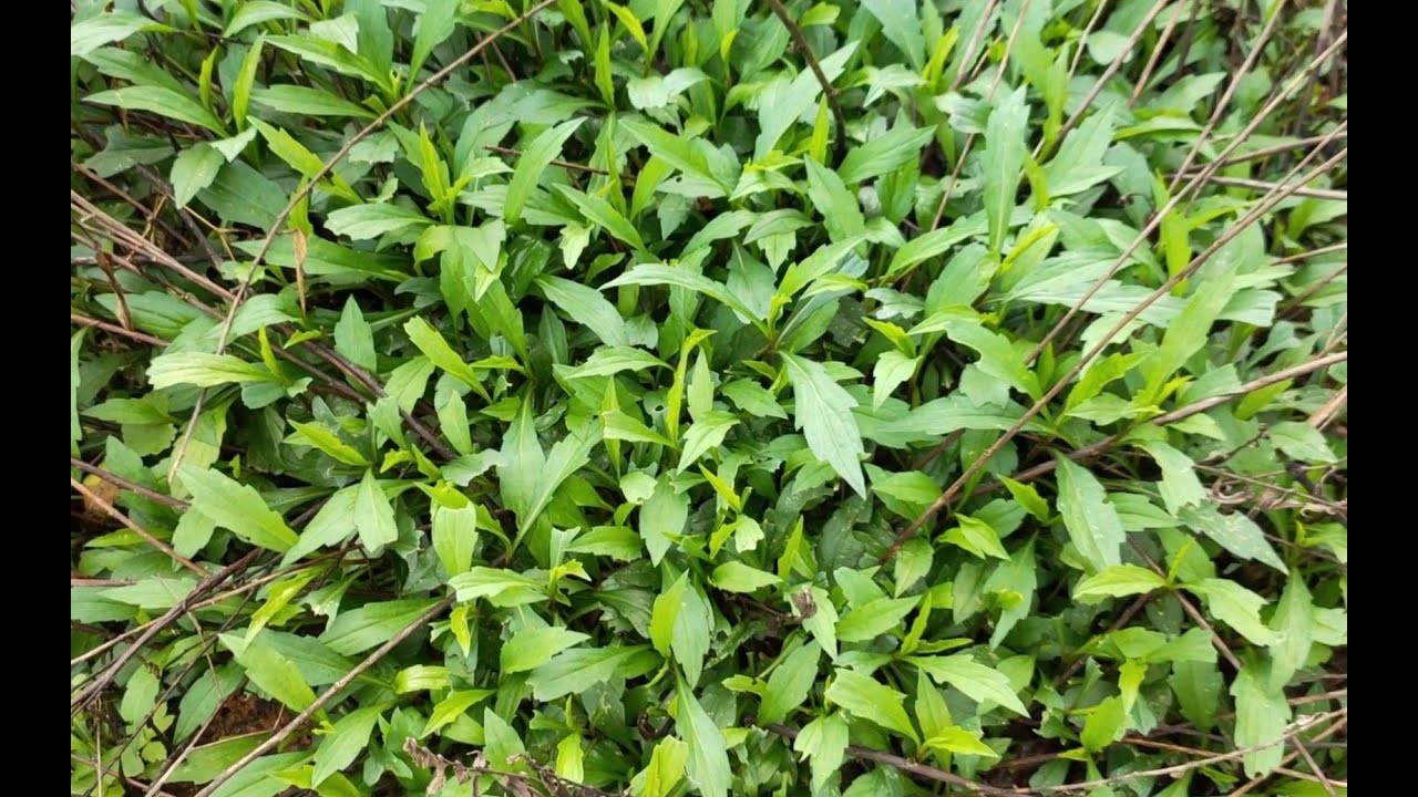 农村到处可见的野菜马兰头，鲜嫩美味，在野外遇到了别忘了采回来