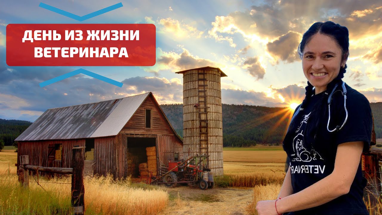 Как проходят будни ветеринара? День из жизни ветеринарного врача Весты Штебе О лечении коров и телят