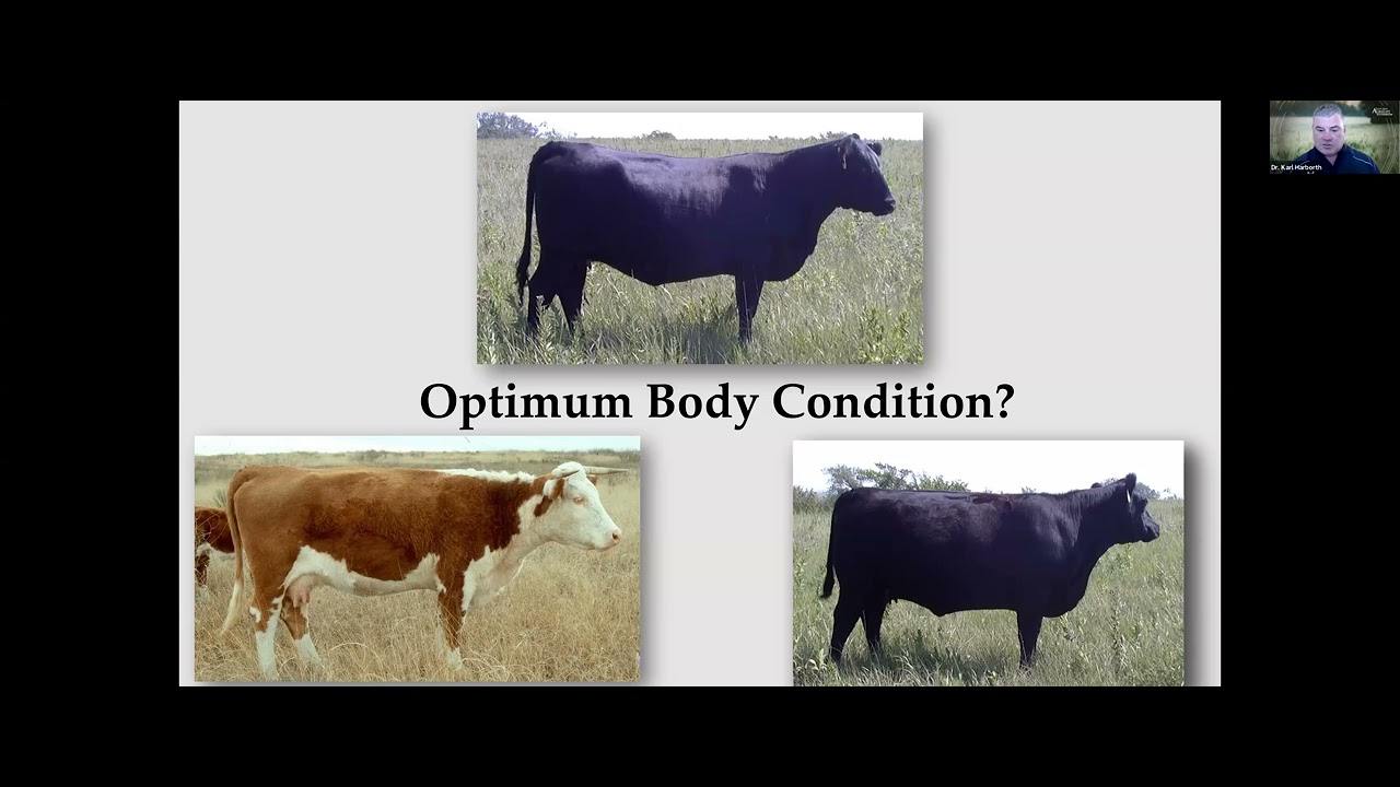 February 2026 Ranching 101 - Herd Health Basics Before Spring