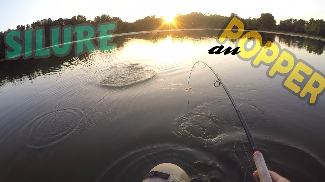 SILURE au POPPER 2 