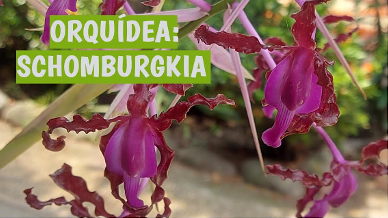 ORQUIDEA SCHOMBURGKIA