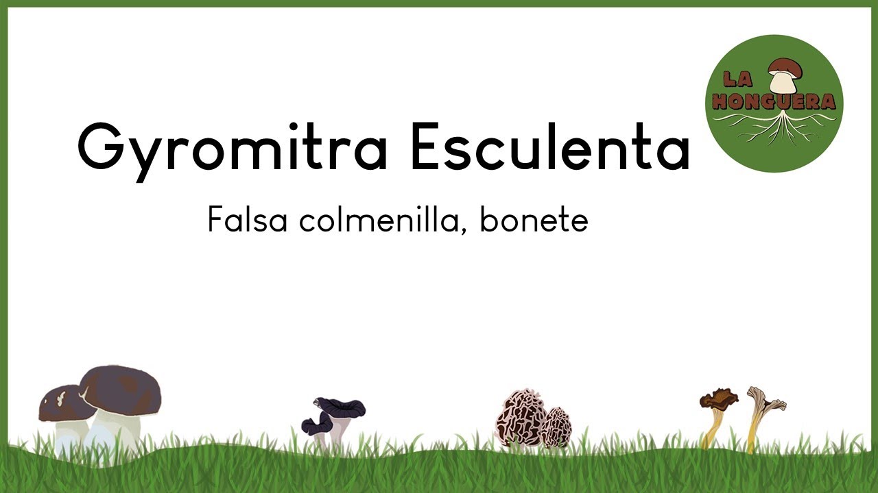 Información Gyromitra
