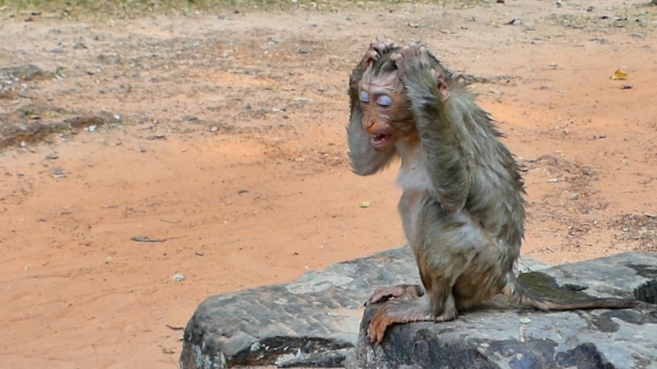 What was Lily Doing when Her Mom Libby was absence or Be orphaned monkey !