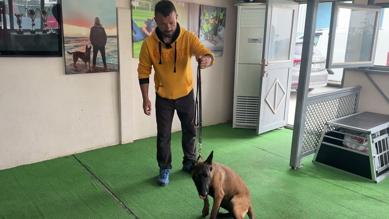 AGRESYONU YÜKSEK KÖPEĞE NE YAPMALIYIZ ⁉️ #belçikakurdu #eyüpdoğan #malinois #belgianmalinois #eydog